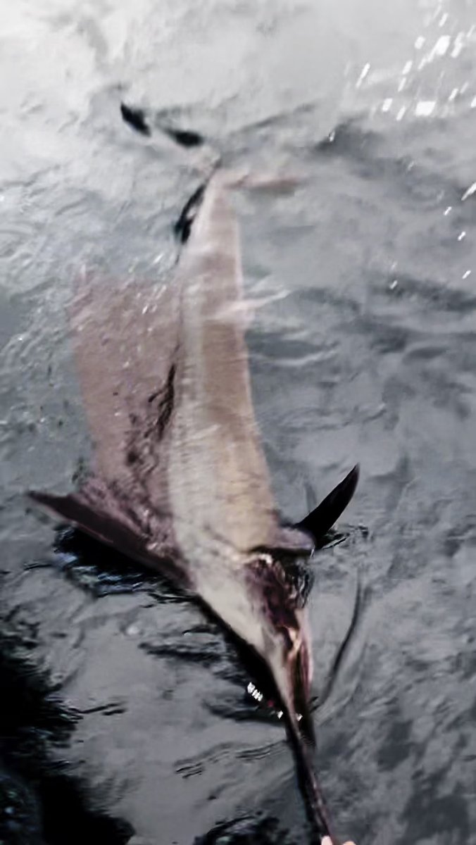 Sailfish fishing Panama