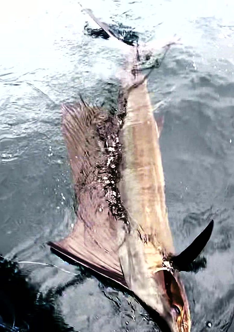 Sailfish Marlin