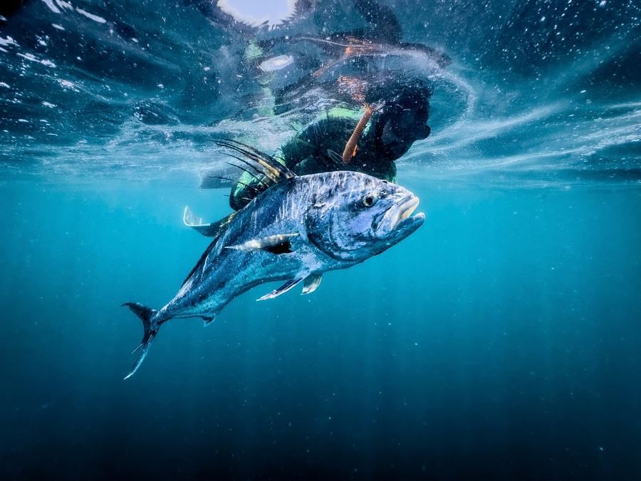 Underwater spearfishing Panama