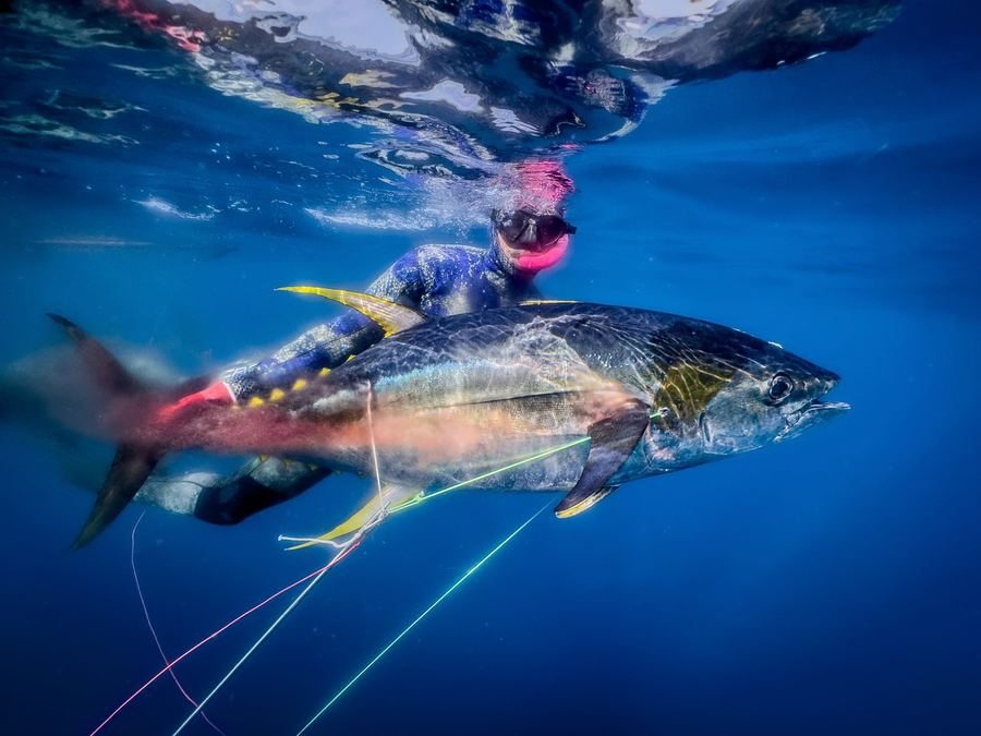 Yellowfin tuna spearfishing
