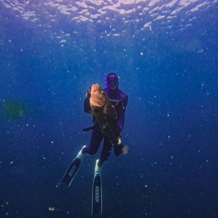 Cubera snapper spearfishing