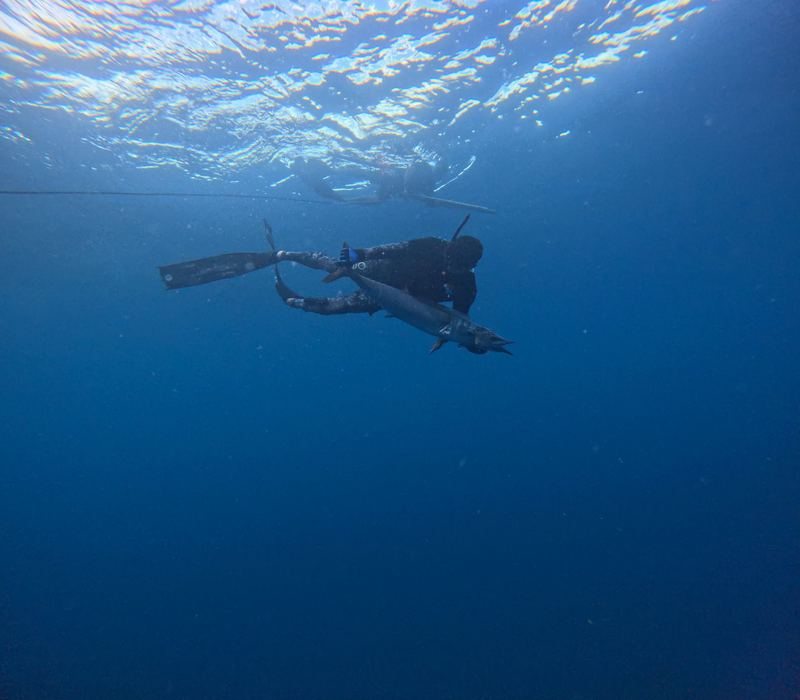 Trophy fish spearfishing Panama