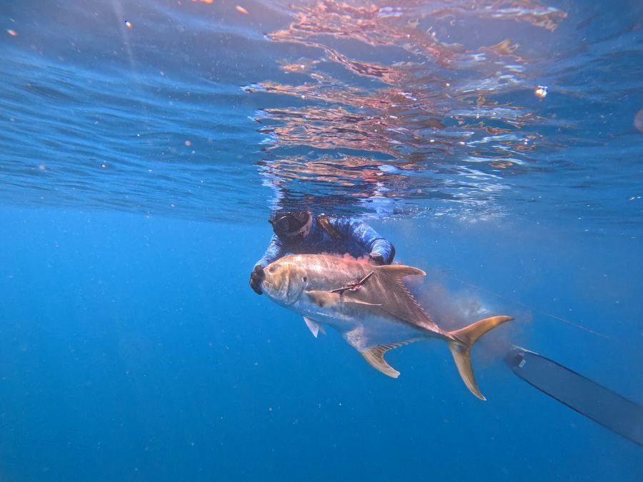 Reef fish spearfishing Coiba
