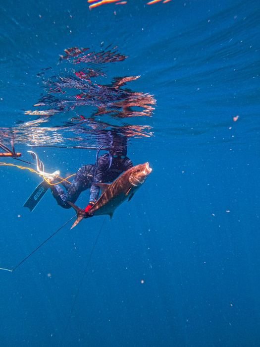 Wild Pacific spearfishing