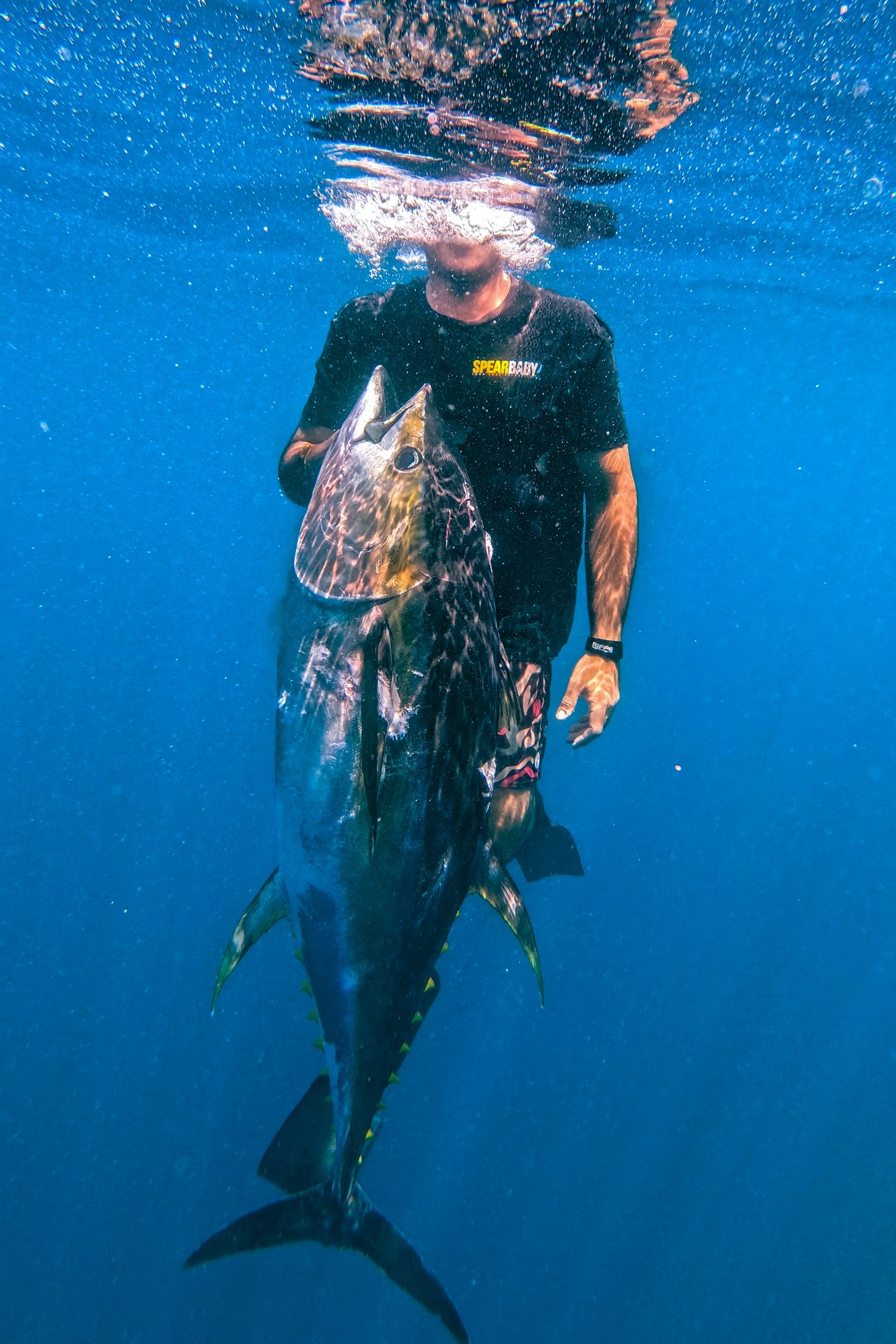 Spearfisher silhouette underwater with yellowfin tuna against sunlight, Pacific Panama